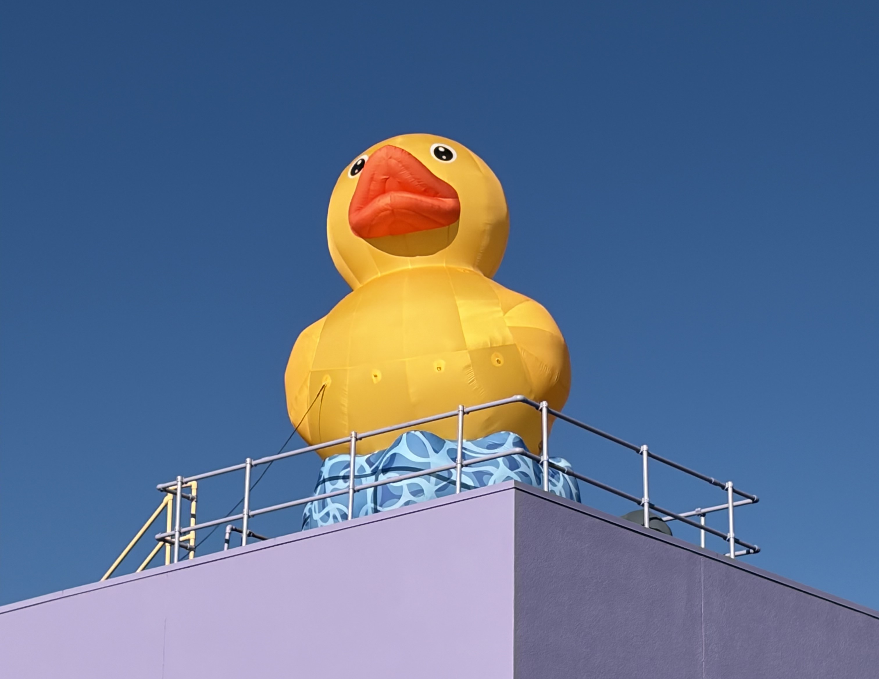 Beloved Rooftop Duck Finally Has a Name: “Roofus”