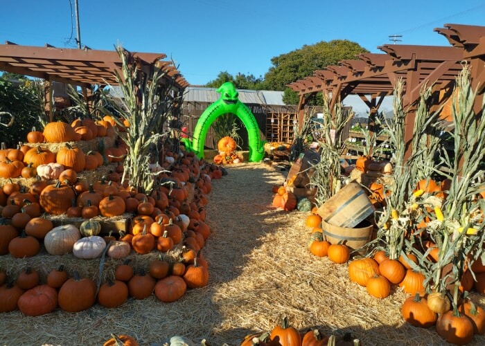 Berkeley Pumpkin Patch Fundraiser