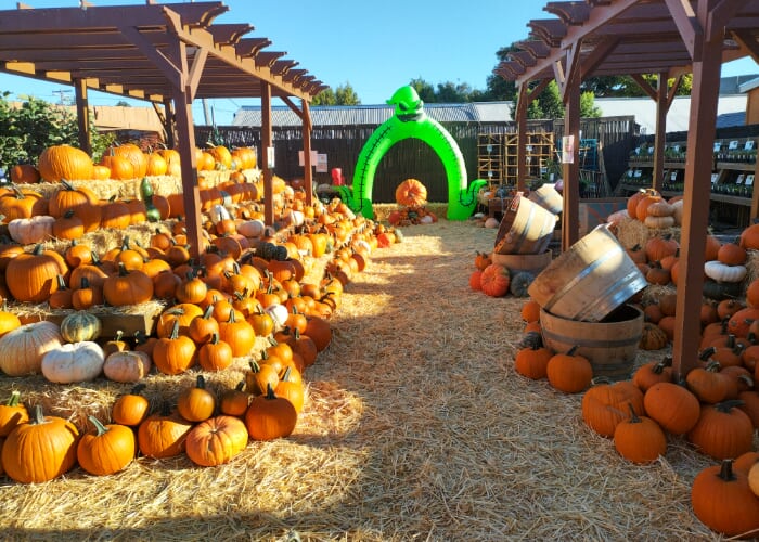 Westbrae Pumpkin Patch Fundraiser