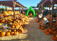 Westbrae Pumpkin Patch Fundraiser