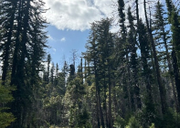 Big Basin Redwoods State Park - Redwood Grove Guided Walk